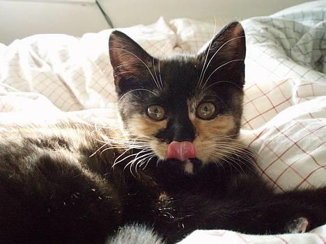 Blanding af racer Mango - Se min tunge.. billede 5