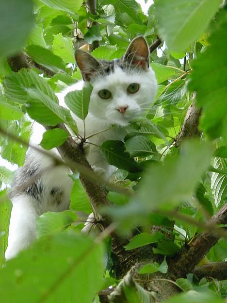 Huskat Nicoline (Myre) - Nicoline i træet billede 1