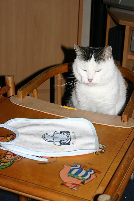 Huskat Nicoline (Myre) - Mon det er min hagesmæk som ligger der billede 2