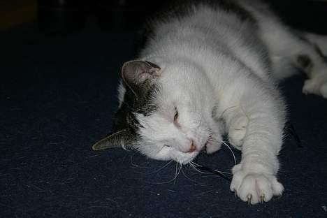 Huskat Nicoline (Myre) - kan du så blive her din lille mus billede 3