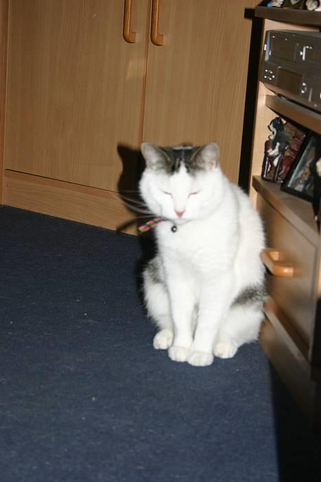 Huskat Nicoline (Myre) billede 4