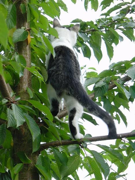 Huskat Nicoline (Myre) - Vil i se min skæve hale? billede 5