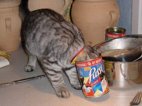 Huskat Kasper (Kastenskjold ) - her Kasper igang med dåsemaden - han var meget lille dengang billede 14