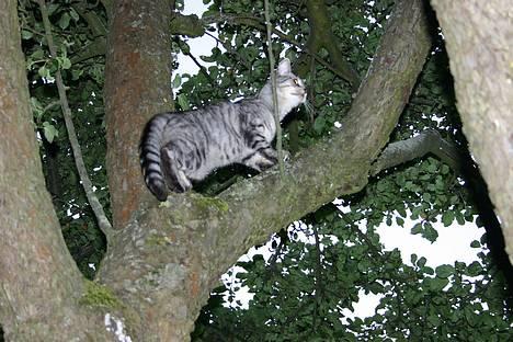 Huskat Kasper (Kastenskjold ) - Kasper på vej til toppen billede 15