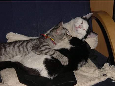 Huskat Kasper (Kastenskjold ) - Mistral og Kasper hygger billede 16