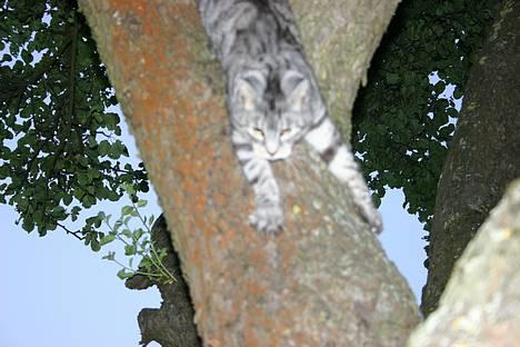 Huskat Kasper (Kastenskjold ) - Kasper på vej hurtigt ned fra toppen billede 17