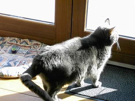 Huskat Musti - du var dejlig muser. billede 8