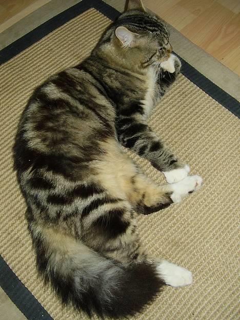 Norsk Skovkat snubbie - Død  RIP :o( billede 1