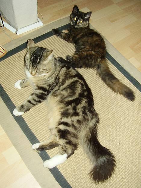 Norsk Skovkat snubbie - Død  RIP :o( - hmm, ved så ikke lige om jeg vil dele min ynglingsplads med dig ;o))) billede 2