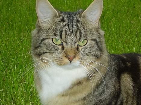 Norsk Skovkat snubbie - Død  RIP :o( - hmm er noen i tvivl? jeg er da bare for lækker :o) billede 3