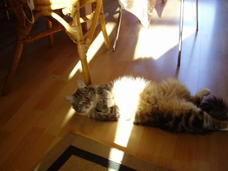 Norsk Skovkat snubbie - Død  RIP :o( - øh undsyld.... sagde du jeg var fed???  ØJ, er bare eksotisk bygget :o))) billede 4