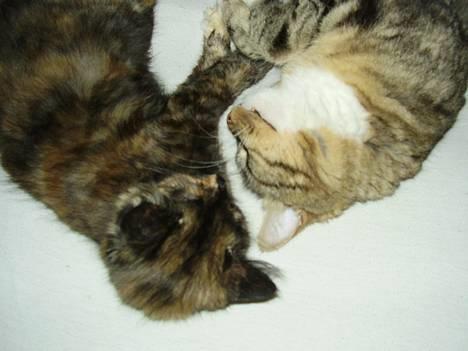 Norsk Skovkat snubbie - Død  RIP :o( - ja oki så.. indrømmer... hun er nu meget sød ;o))) billede 5