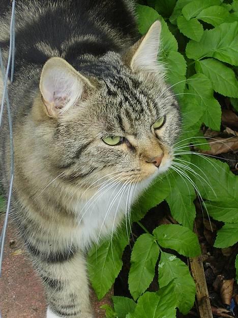 Norsk Skovkat snubbie - Død  RIP :o( - blir du aldrig træt mor.... billede 6