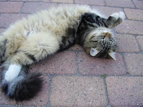 Norsk Skovkat snubbie - Død  RIP :o( - ja ja, lidt blærerøv er der vel i os allesammen ;o))) billede 7