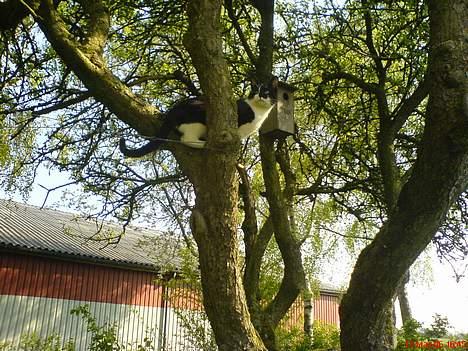 Blanding af racer Mis (død) - Hi hi i kan bare ikke nå mig...:-) billede 20