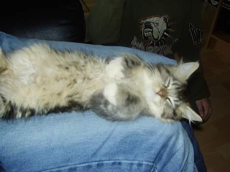 Norsk Skovkat snubbie - Død  RIP :o( - 4 mdr gammel. lige ankommet til mit nye hjem. her er nu oki, tror jeg bliver :o))) billede 8