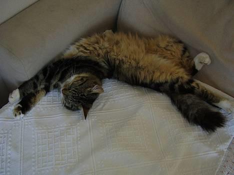 Norsk Skovkat snubbie - Død  RIP :o( - shhhhh....Zzzzzzzz.... billede 9