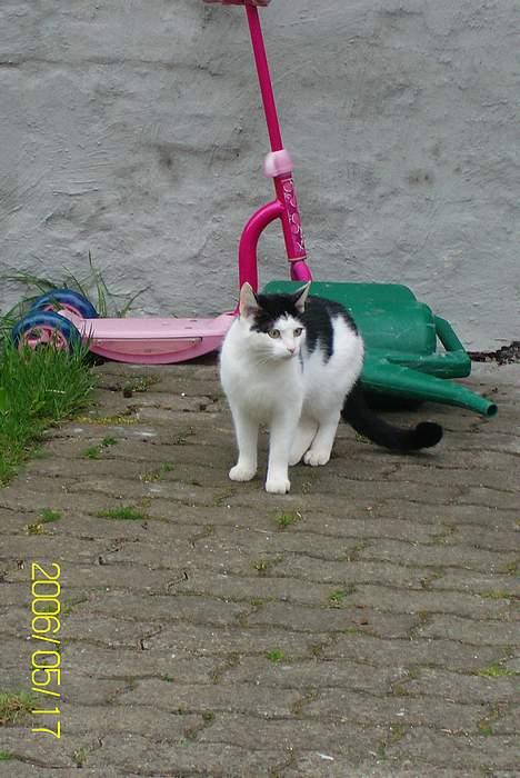 Huskat Molly **Død 29 maj 2006** billede 7