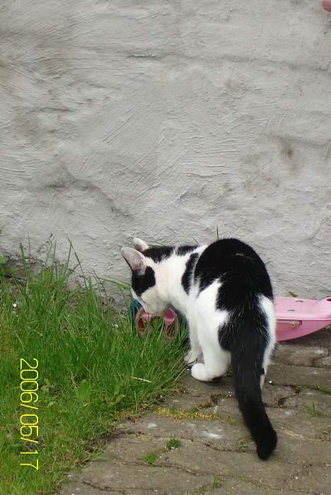 Huskat Molly **Død 29 maj 2006** billede 8