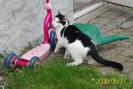 Huskat Molly **Død 29 maj 2006** billede 9