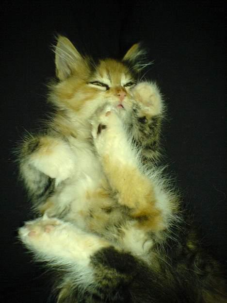 Blanding af racer sofie  billede 10