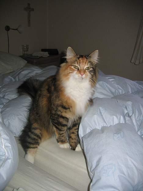 Blanding af racer sofie  - elsker at lege i dynerne :) billede 12