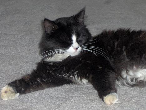 Blanding af racer Komma<333 billede 1