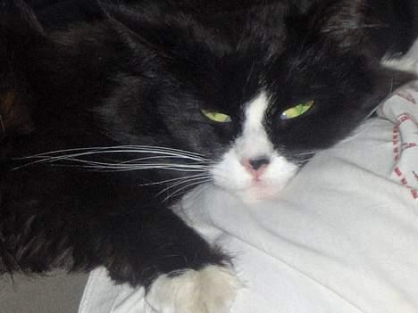 Blanding af racer Komma<333 billede 2