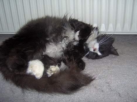 Blanding af racer Komma<333 billede 3