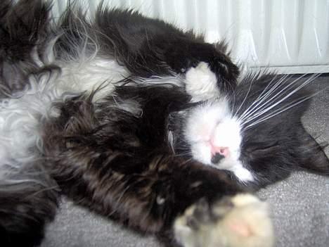 Blanding af racer Komma<333 billede 4