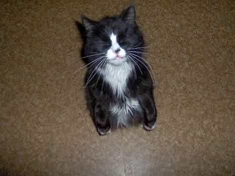 Blanding af racer Komma<333 billede 5