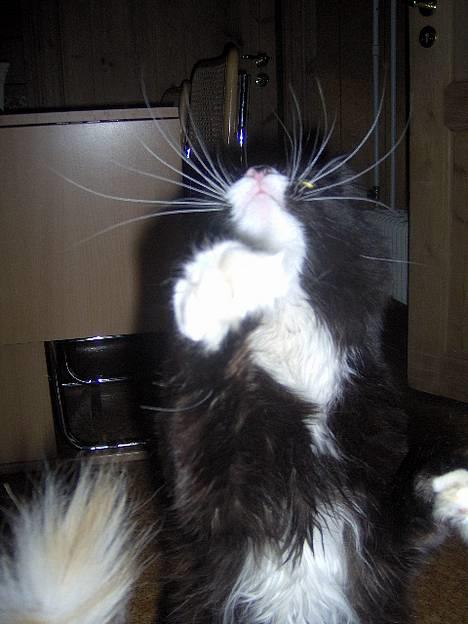 Blanding af racer Komma<333 billede 6