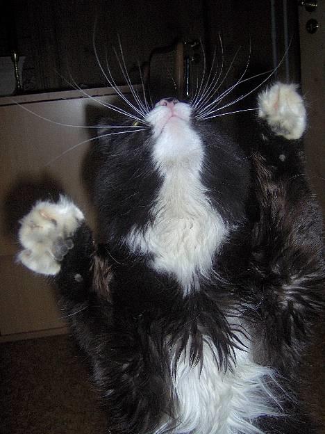 Blanding af racer Komma<333 billede 7