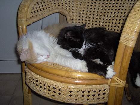 Blanding af racer Komma<333 billede 8