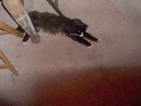 Blanding af racer Komma<333 billede 9