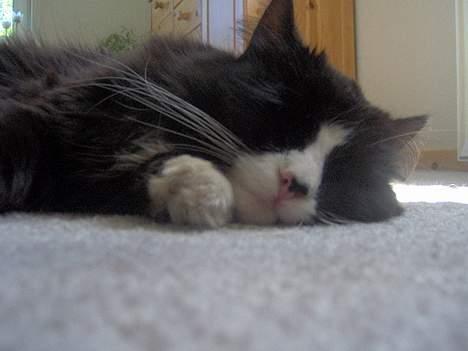 Blanding af racer Komma<333 billede 10