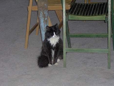 Blanding af racer Komma<333 billede 11