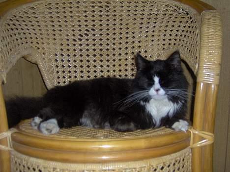 Blanding af racer Komma<333 billede 12