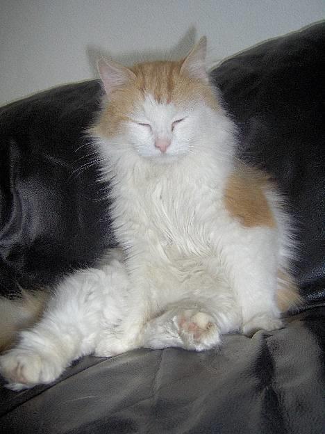 Blanding af racer Gizmo<33 HAR KILLINGER! billede 1