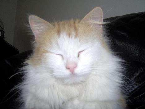 Blanding af racer Gizmo<33 HAR KILLINGER! billede 2