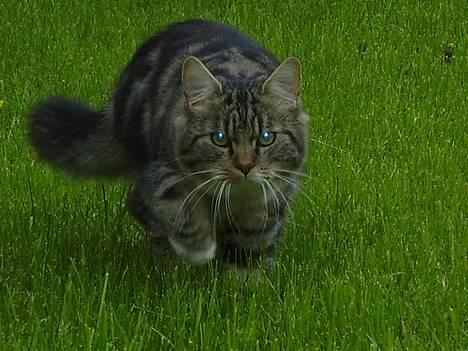 Norsk Skovkat snubbie - Død  RIP :o( - kan jeg så snart få fred for dig og dit kamera mor :o) billede 10