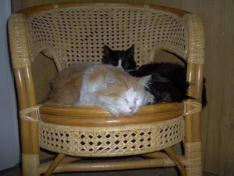 Blanding af racer Gizmo<33 HAR KILLINGER! billede 3