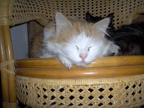 Blanding af racer Gizmo<33 HAR KILLINGER! billede 4