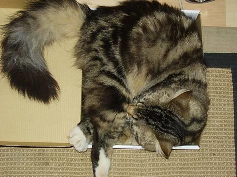 Norsk Skovkat snubbie - Død  RIP :o( - Mmmm her ligger jeg godt hmm eller sådan noget ;o))) billede 11