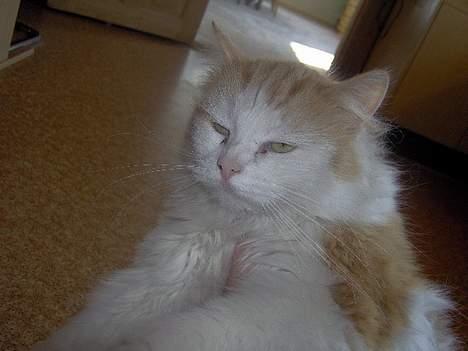 Blanding af racer Gizmo<33 HAR KILLINGER! billede 5