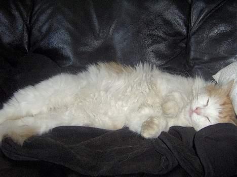 Blanding af racer Gizmo<33 HAR KILLINGER! billede 6