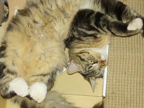 Norsk Skovkat snubbie - Død  RIP :o( - hmm eller måske sådan ;o))) billede 12