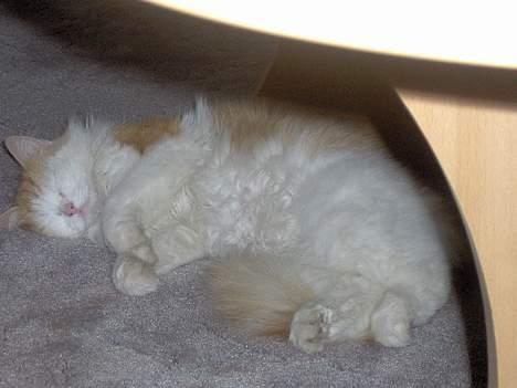 Blanding af racer Gizmo<33 HAR KILLINGER! billede 7