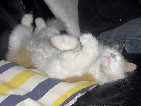 Blanding af racer Gizmo<33 HAR KILLINGER! billede 8