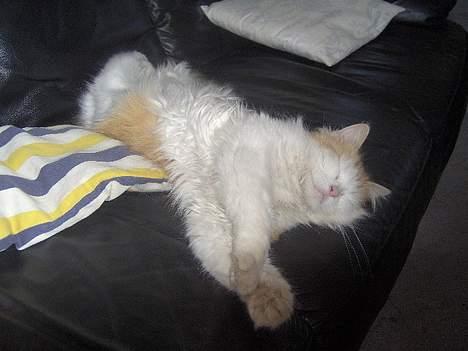 Blanding af racer Gizmo<33 HAR KILLINGER! billede 9